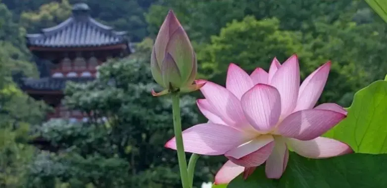 Những hình ảnh hoa sen đẹp nhất tại chùa, thể hiện sự hài hòa giữa thiên nhiên và kiến trúc cổ kính.