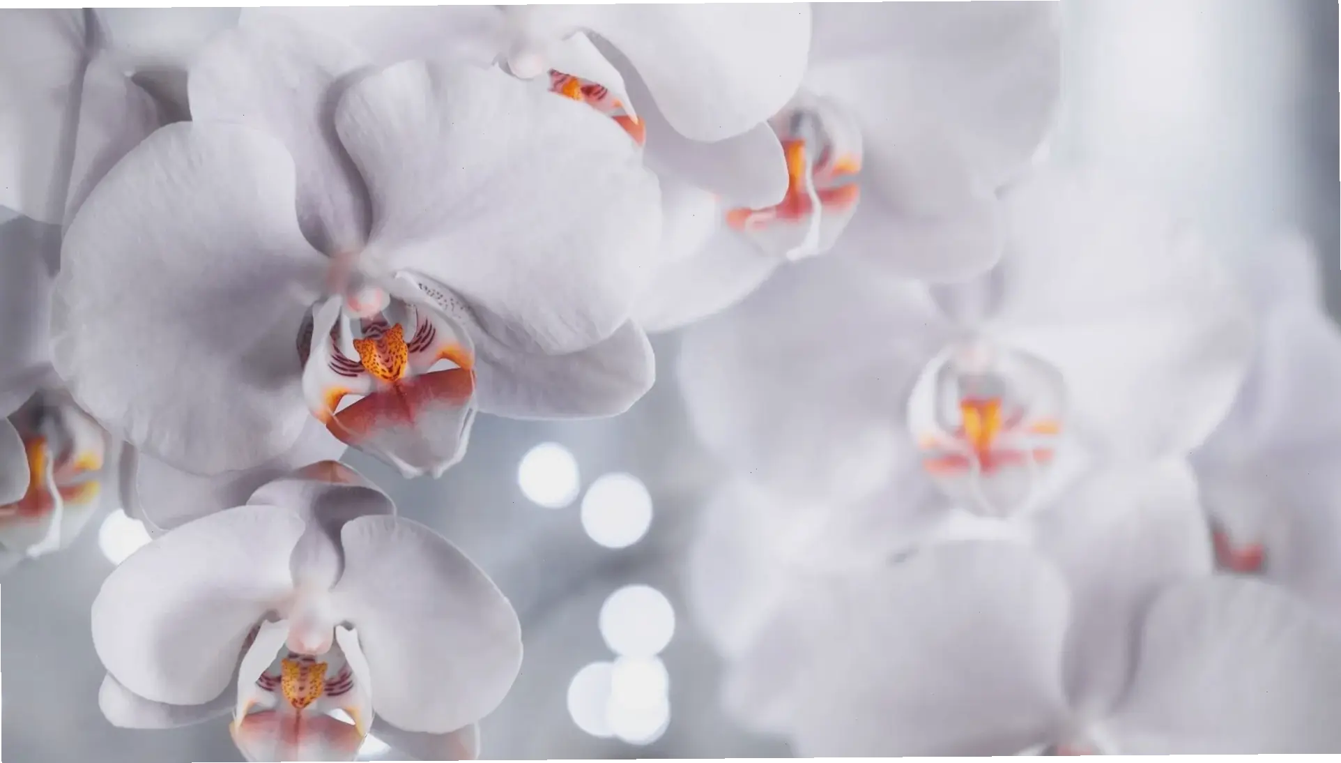 Những shot cận cảnh hoa lan nắm bắt vẻ đẹp tinh tế, lưu giữ kỷ niệm đáng nhớ cho ngày vui trọng đại.