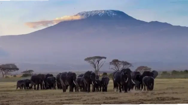 Phiên bản tối giản của Kilimanjaro, tập trung vào đường nét tinh tế và sự thanh lịch huyền thoại.