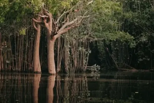 Phong cách tối giản của Amazon, với hình ảnh tinh tế và đơn giản, phù hợp cho thiết kế hiện đại.