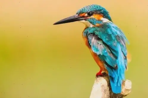 Phong cách tối giản với hình ảnh động vật, đơn giản tinh tế giúp màn hình trở nên thanh lịch và ấn tượng.