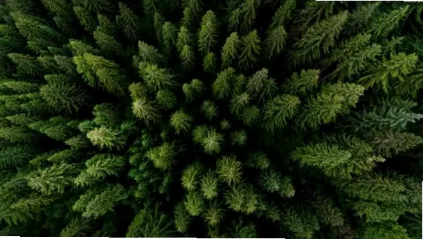 Rừng thông về đêm yên tĩnh, nơi ánh sao lấp lánh giữa tán cây, tạo nên không gian huyền ảo và thư thái.