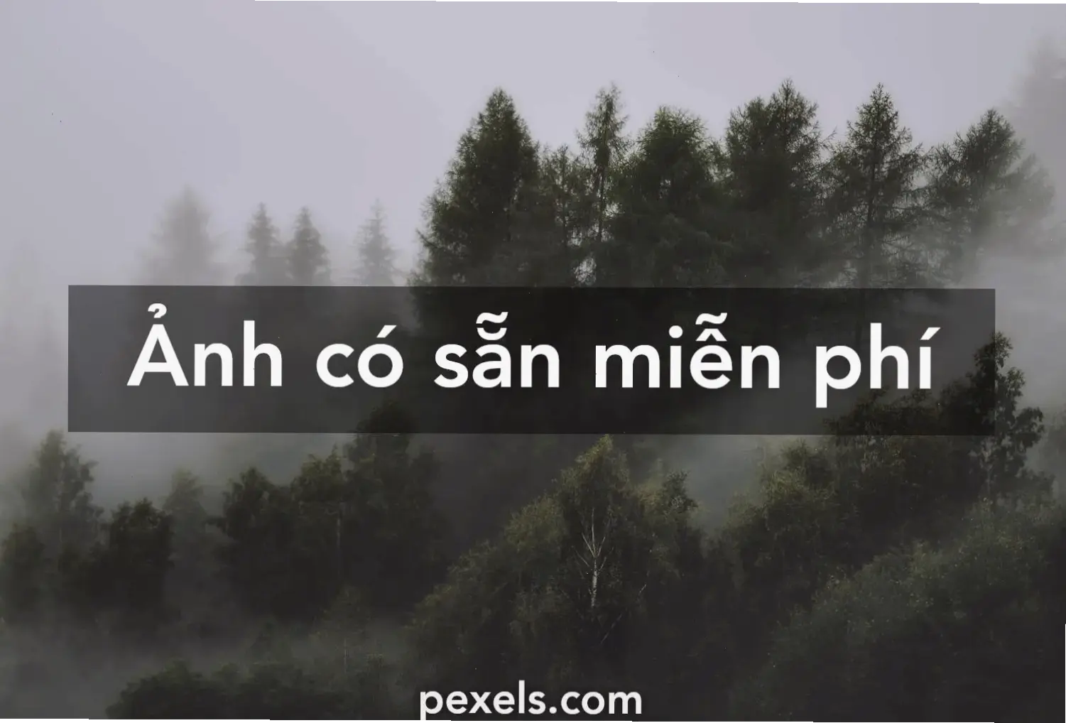 Rừng về đêm đầy bí ẩn, với ánh trăng mờ ảo và âm thanh nhẹ nhàng, tạo nên không gian huyền bí khó quên.