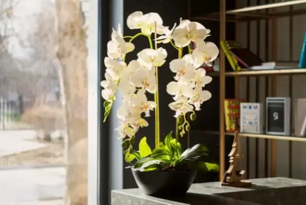 Sắc hoa lan cắm bình dưới macro, mang đến không gian ấm cúng và thanh thoát tuyệt vời.