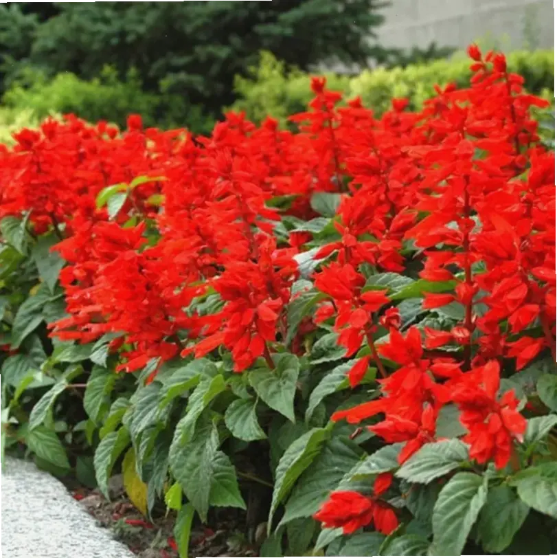 Sắc hồng phấn dịu dàng của hoa xác pháo, mang lại không gian thư giãn lãng mạn cho ngôi nhà.