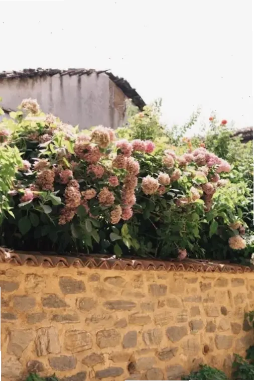 Sắc hồng quyến rũ của hoa cẩm tú cầu nở rộ, tạo nên vẻ đẹp lãng mạn và tươi mới cho mọi không gian.