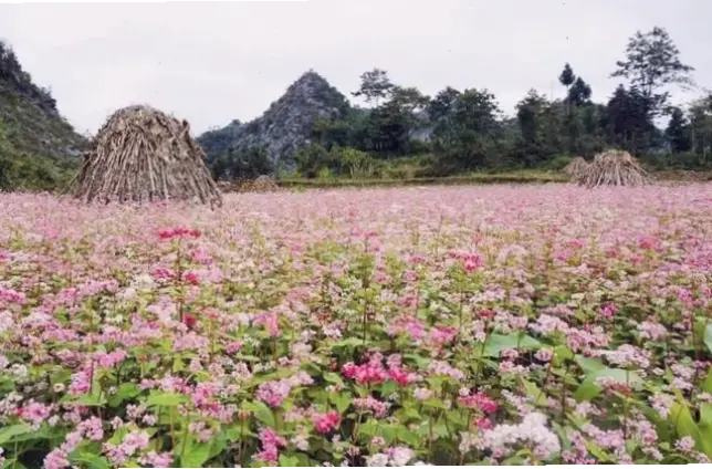 Sắc hồng quyến rũ của hoa cẩm tú cầu trong không gian đồng quê thơ mộng.