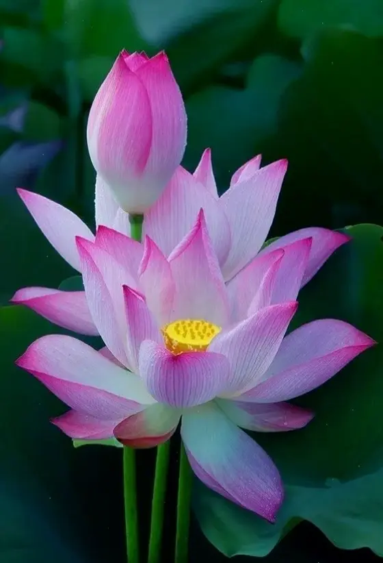 Sắc hồng rực rỡ của hoa sen đồng quê, thể hiện sức sống mãnh liệt và niềm vui giản dị của làng quê Việt.