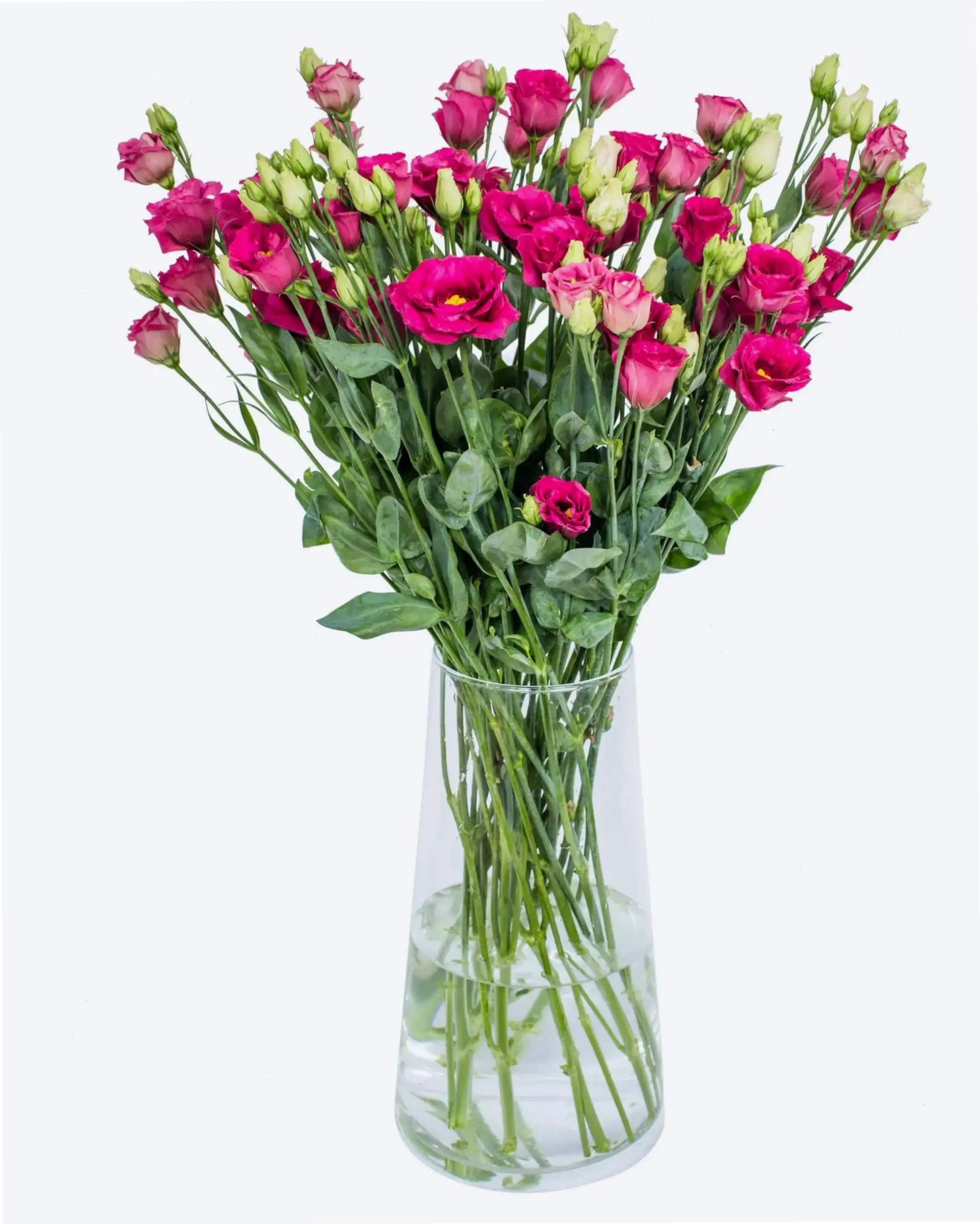 Sắc tím huyền bí của Hoa cát tường tím, tạo điểm nhấn sang trọng cho mọi góc nhà bạn.