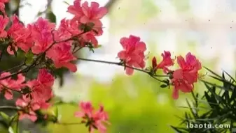 Sử dụng hoa đỗ quyên trang trí, tạo nên không gian tươi mát và cuốn hút.