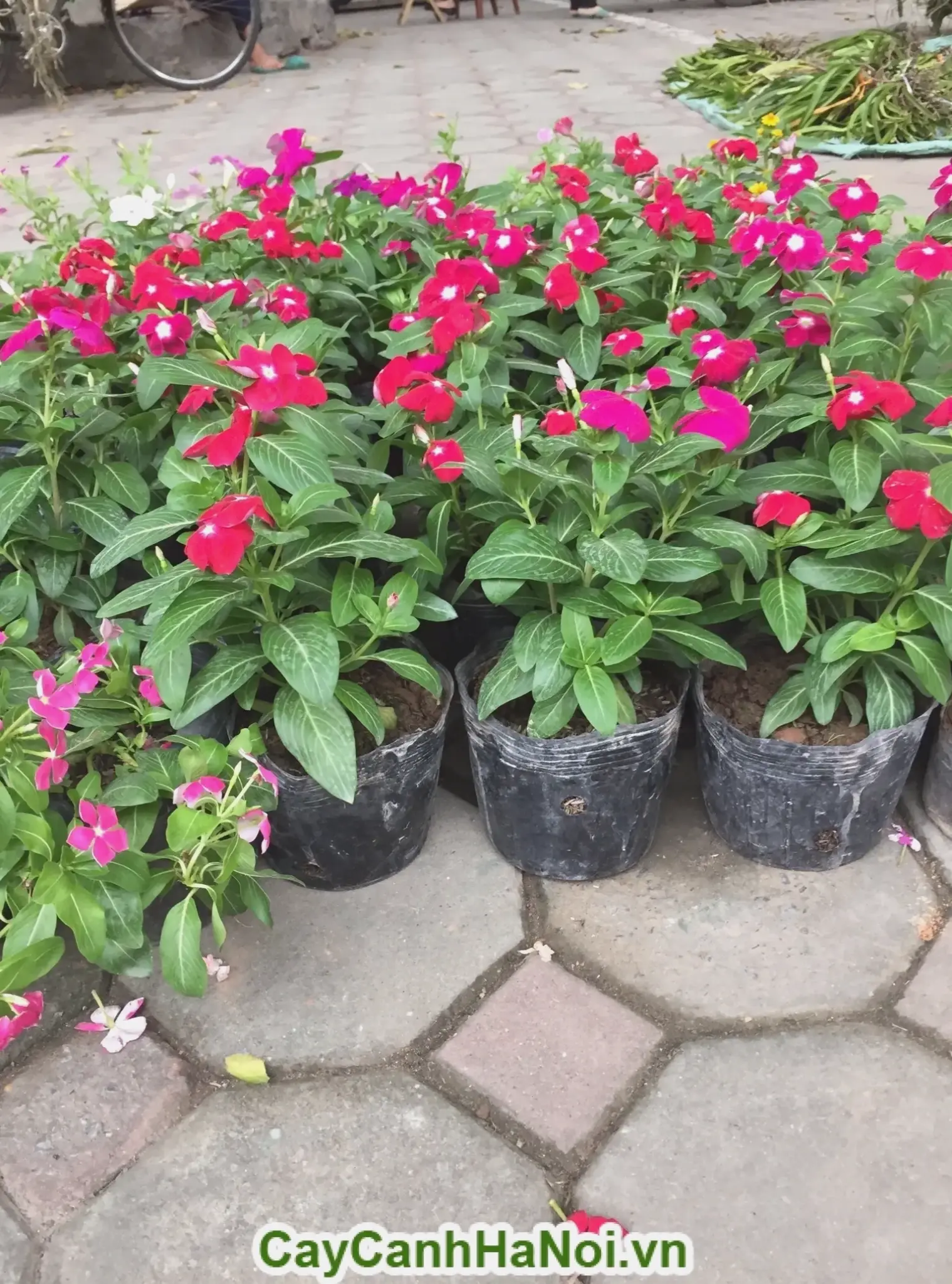 Sử dụng hoa dừa cạn để trang trí, biến không gian thành khu vườn mini đầy sức sống và màu sắc hấp dẫn.