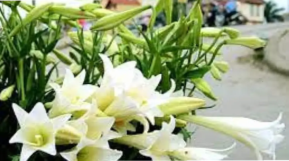 Sử dụng hoa huệ tây để trang trí, tạo nên không gian sang trọng và tươi mới dễ chịu.