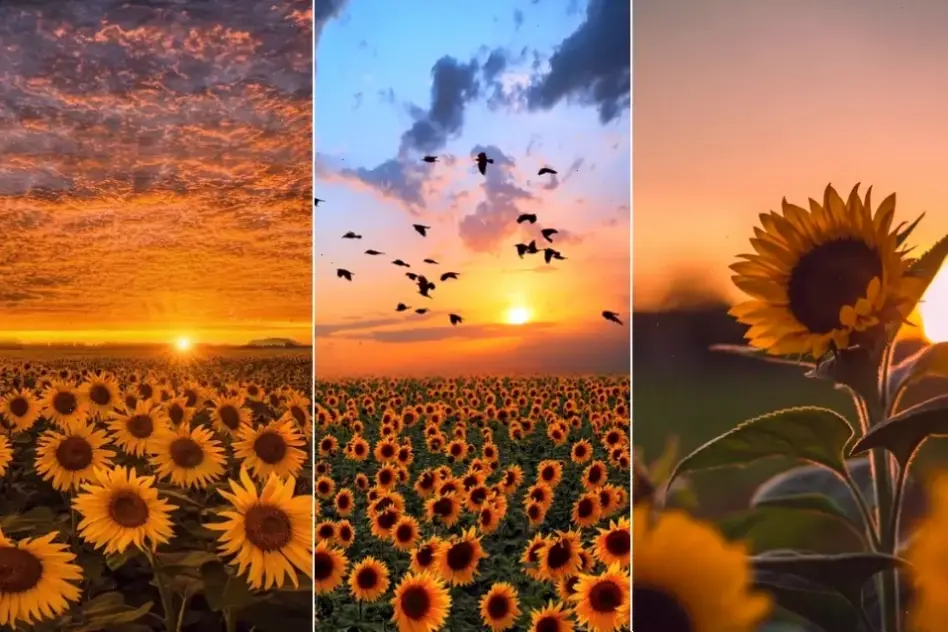 Sử dụng hoa hướng dương để trang trí, tạo nên sự hài hòa và tươi mới cho mọi không gian sống.