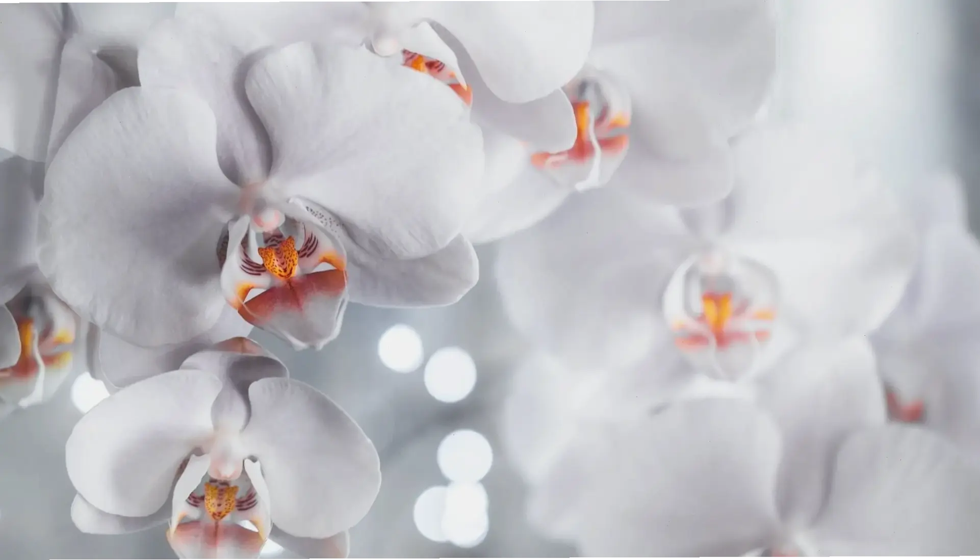 Sử dụng hoa lan tường để trang trí, biến mọi góc nhà thành khu vườn thơ mộng và hấp dẫn.