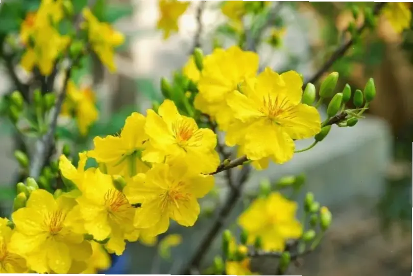 Sử dụng hoa mai trang trí nhà để đón Tết rộn ràng. Sự hài hòa giữa truyền thống và hiện đại, mang lại không gian sống lý tưởng.