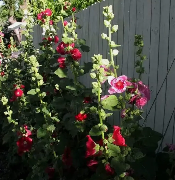 Sử dụng hoa mãn đình hồng để trang trí, tạo nên không gian sống đầy màu sắc.