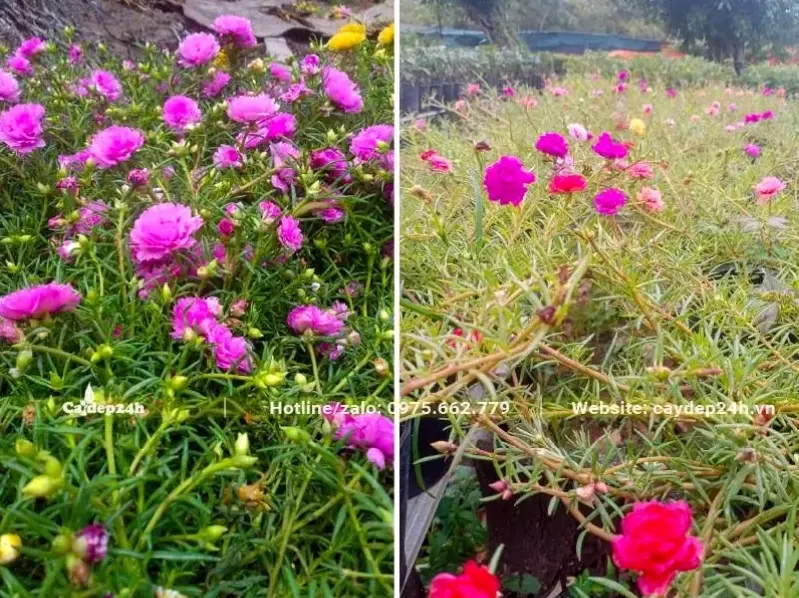 Sử dụng hoa mười giờ để trang trí, biến mọi góc nhỏ thành khu vườn mini tràn đầy sức sống và màu sắc.