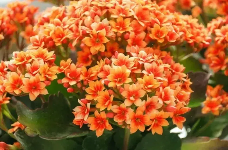 Sử dụng hoa sống đời để trang trí, tạo nên không gian ấm cúng và đầy màu sắc.