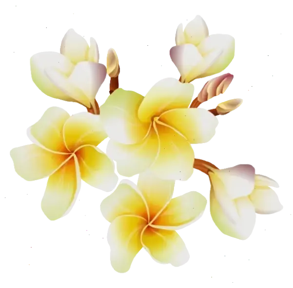 Sử dụng hoa sứ để trang trí nhà, thêm sắc màu rực rỡ và hương thơm tự nhiên cuốn hút.