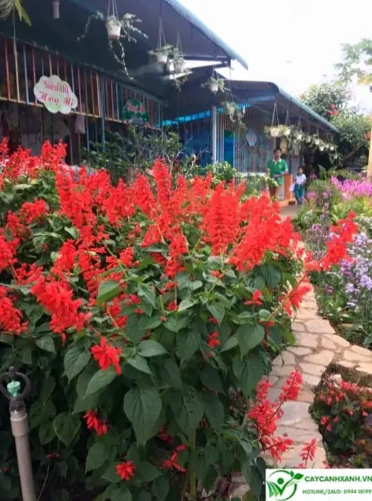 Sử dụng hoa xác pháo trang trí nhà cửa, tạo không gian sống động và cuốn hút hơn.