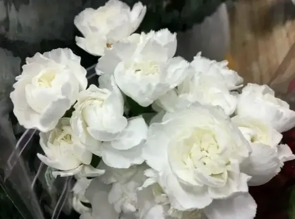 Sự tinh khiết của hoa cẩm chướng trắng, hoàn hảo cho dịp đặc biệt với vẻ đẹp thanh lịch tự nhiên.