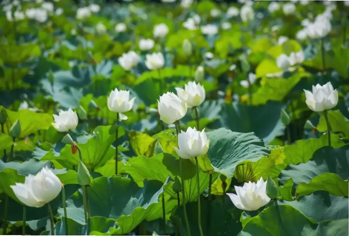 Sự tinh khiết của hoa sen trắng lan tỏa trong chùa, mang lại cảm giác an nhiên và thanh thoát tuyệt đối.