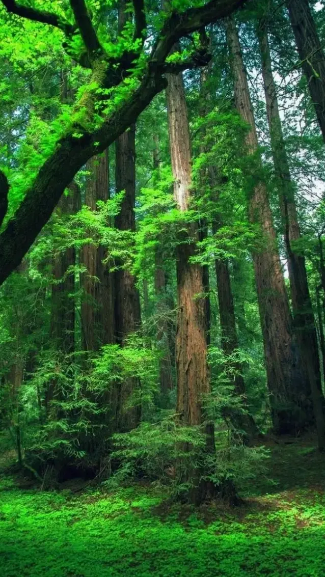 Sương mù bao phủ rừng Amazon, mang đến cảnh quan huyền ảo và bí ẩn đầy cuốn hút.