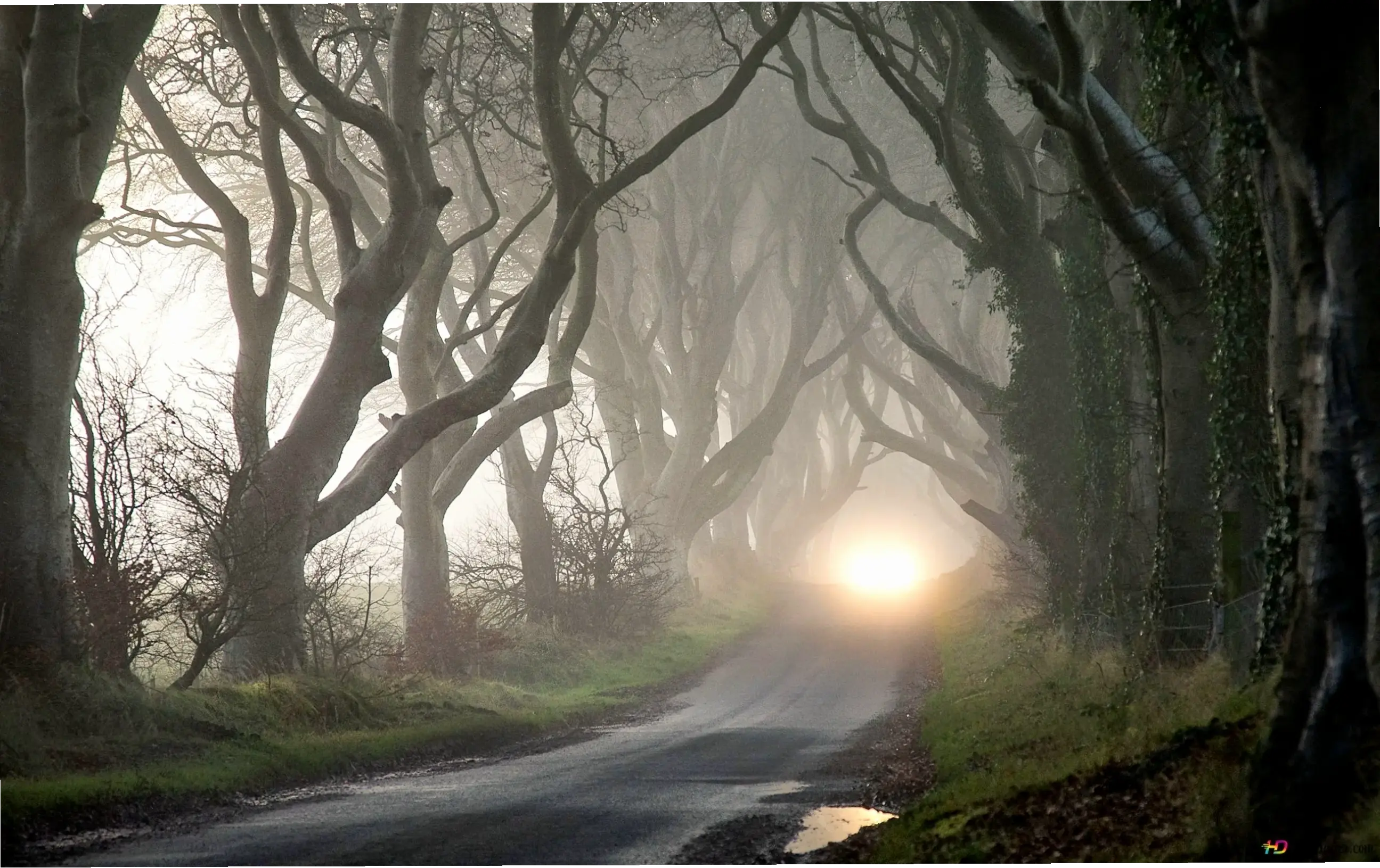 Sương mù bao phủ rừng nhiệt đới, tạo nên bức tranh huyền ảo đầy sức sống và sự tươi mới của thiên nhiên hoang dã.