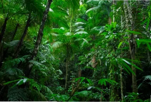 Sương mù bao phủ rừng nhiệt đới, tạo nên khung cảnh huyền ảo và đầy mê hoặc, như một giấc mơ xanh.