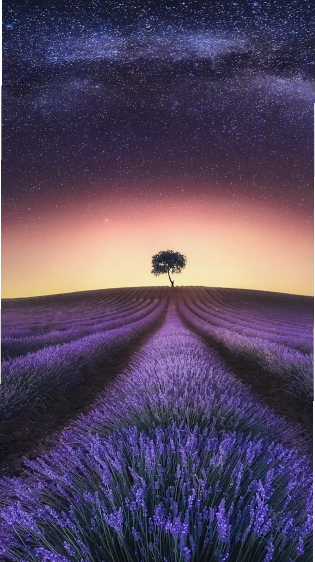 Sương mù huyền bí bao phủ cánh đồng lavender, mang đến cảm giác yên tĩnh và bí ẩn trong buổi sáng sớm tinh khôi.