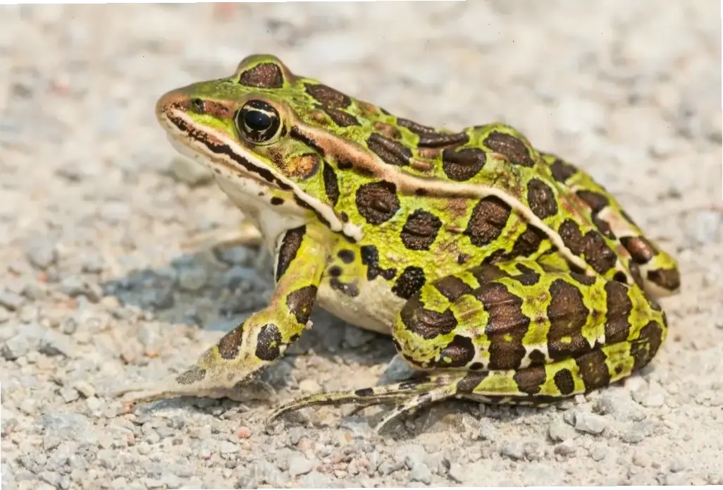 Tải hình ảnh con ếch dễ thương, sống động để trang trí màn hình, mang niềm vui bất ngờ vào cuộc sống hàng ngày!