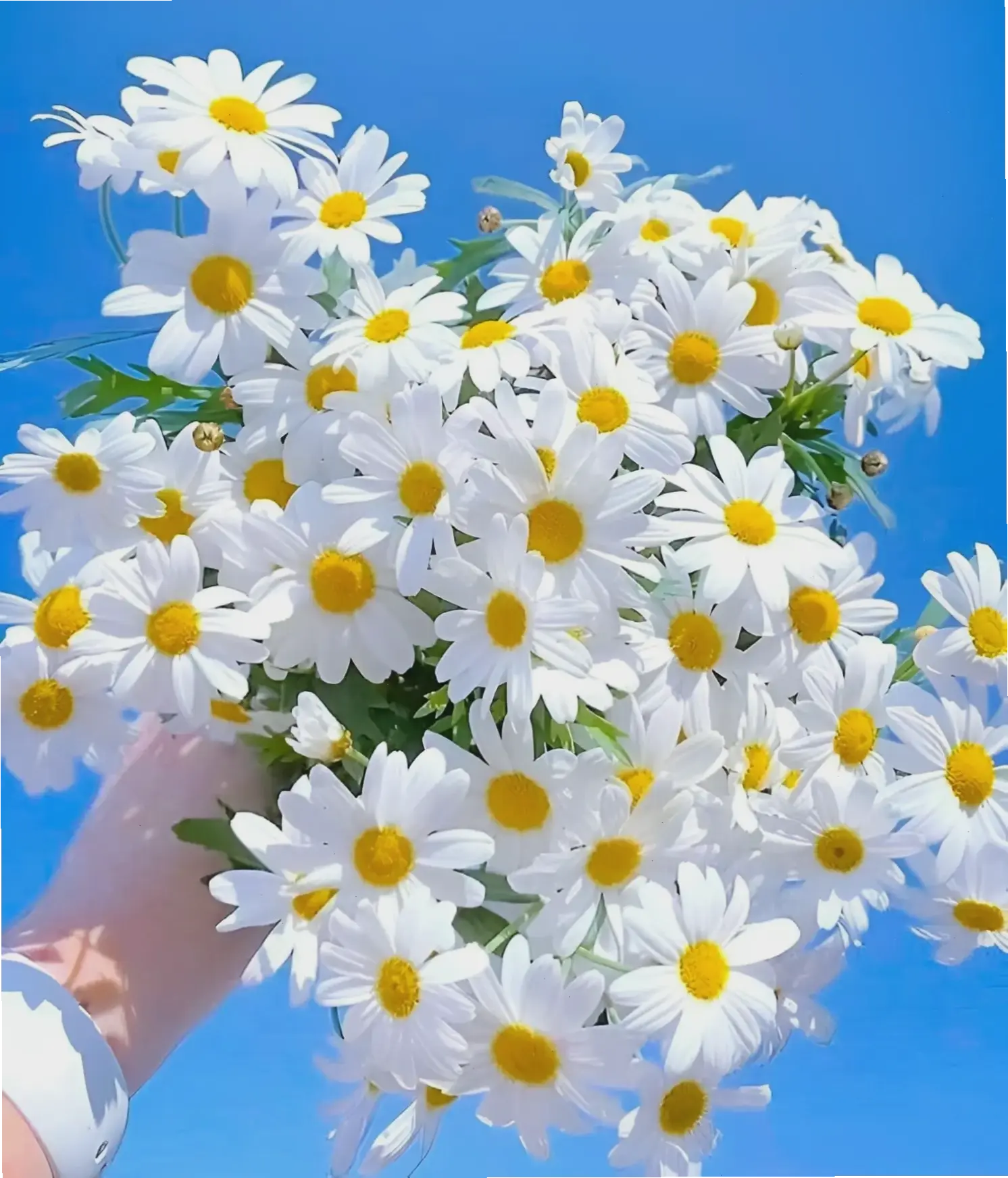 Tải hình nền hoa cúc đẹp miễn phí, làm mới màn hình với vẻ đẹp tự nhiên và hấp dẫn.