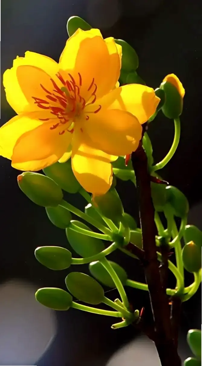 Tăng sức hút cho điện thoại với hình nền điện thoại hoa mai độc đáo, mang hương vị thiên nhiên tươi tắn và phong cách hiện đại, sẵn sàng làm nổi bật màn hình của bạn!