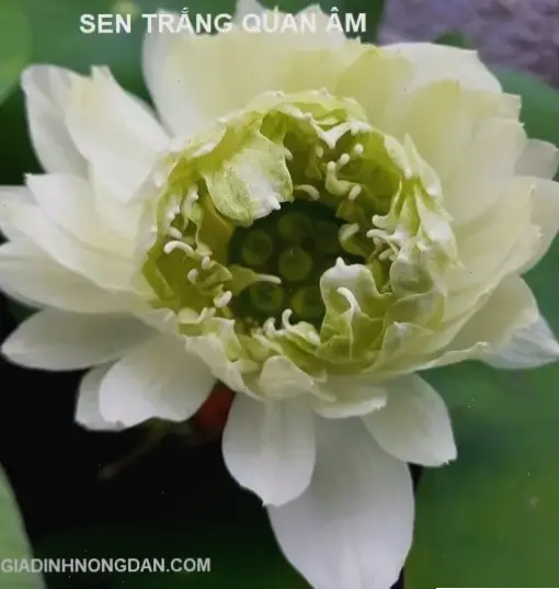 Thiết kế logo hoa sen, kết hợp vẻ đẹp tự nhiên với bản sắc thương hiệu, biểu tượng văn hóa.