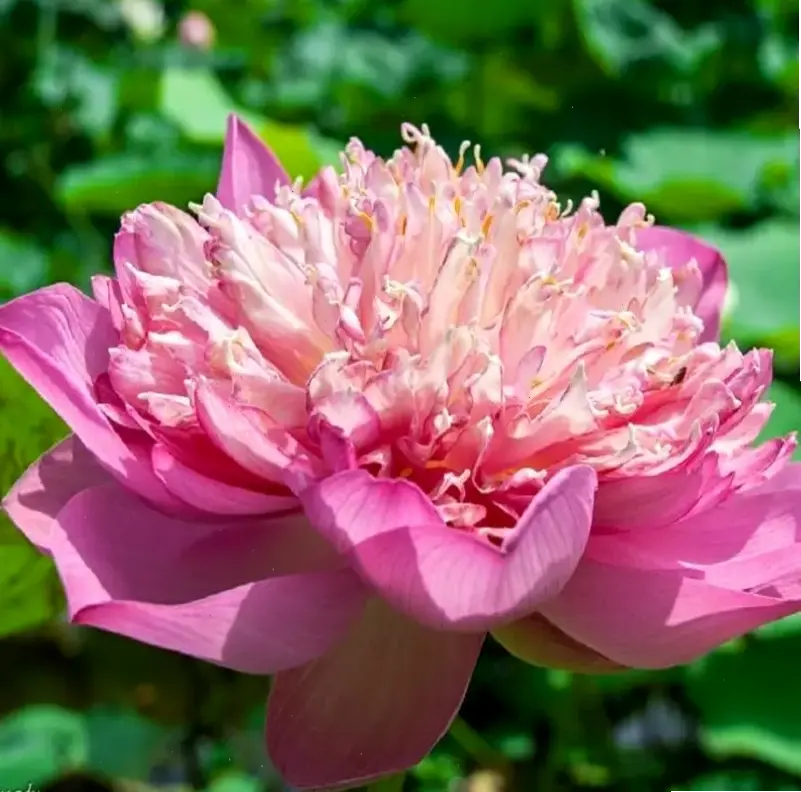 Thơ về hoa sen ca ngợi sự thanh cao và bất diệt, di sản văn hóa và nghệ thuật truyền thống.