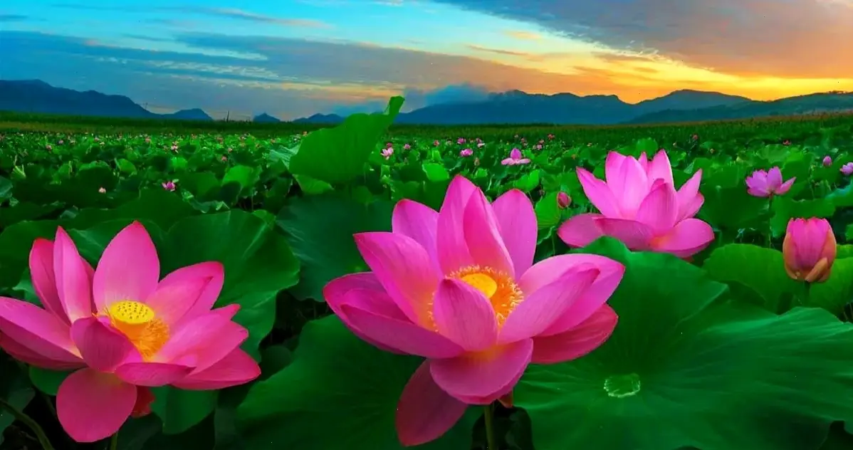 Trải nghiệm chiều sâu sống động với hình nền hoa sen 3D, lý tưởng cho máy tính, giúp bạn thư giãn giữa những hình ảnh hoa sen đẹp nhất và biểu tượng văn hóa.