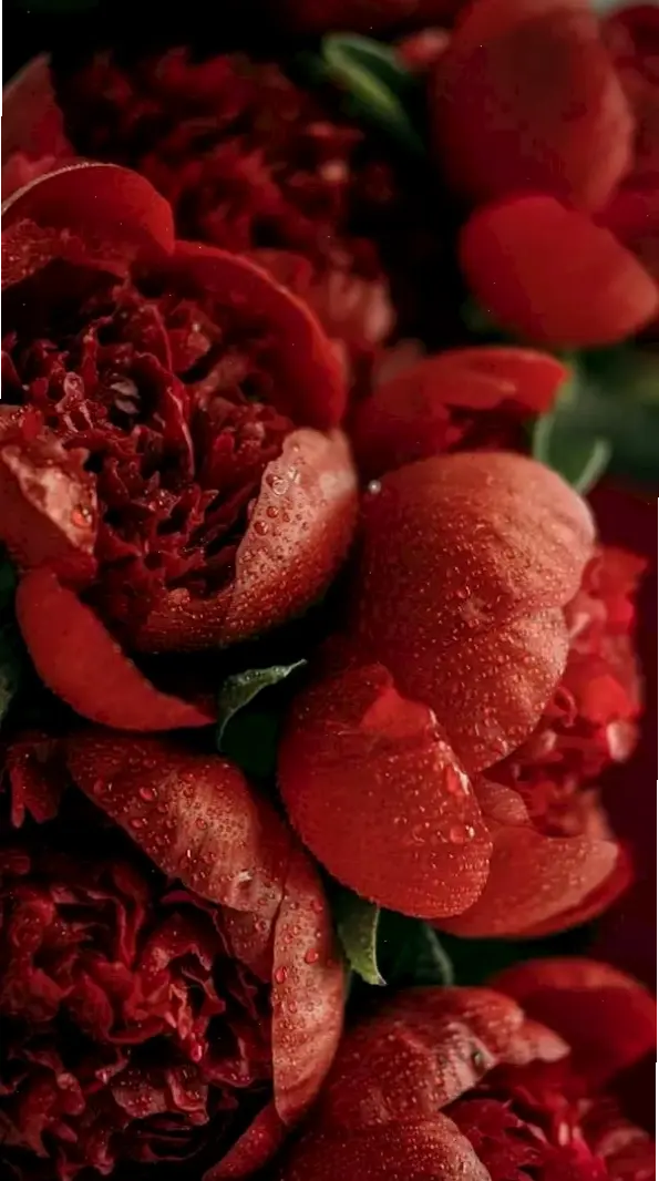 Trải nghiệm hình nền 3D hoa mẫu đơn, như đang lạc vào thế giới hoa tươi thắm, đầy sức sống và hấp dẫn.