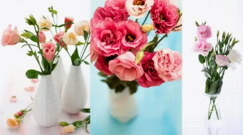 Trang trí không gian với bình hoa cát cánh, thêm sắc màu tươi mới và ấm áp cho ngôi nhà.