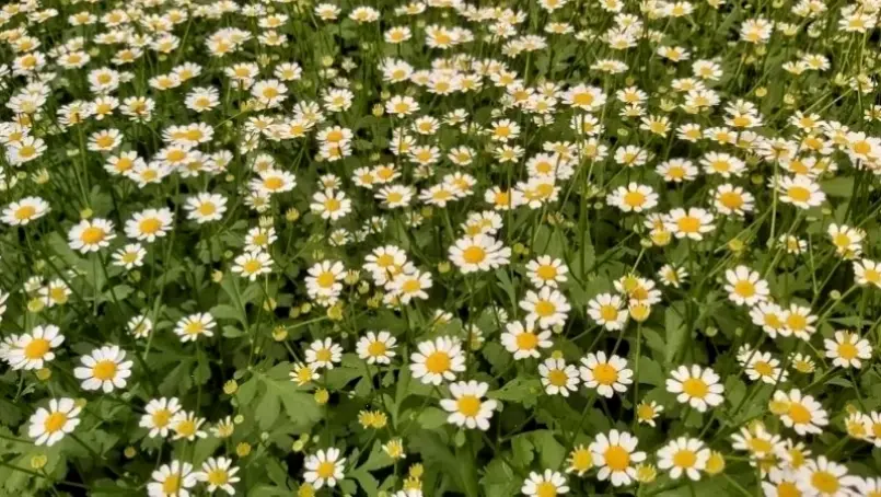 Trang trí không gian với hoa cúc tần cắm bình, mang hương thơm tự nhiên và màu sắc rạng rỡ vào ngôi nhà.