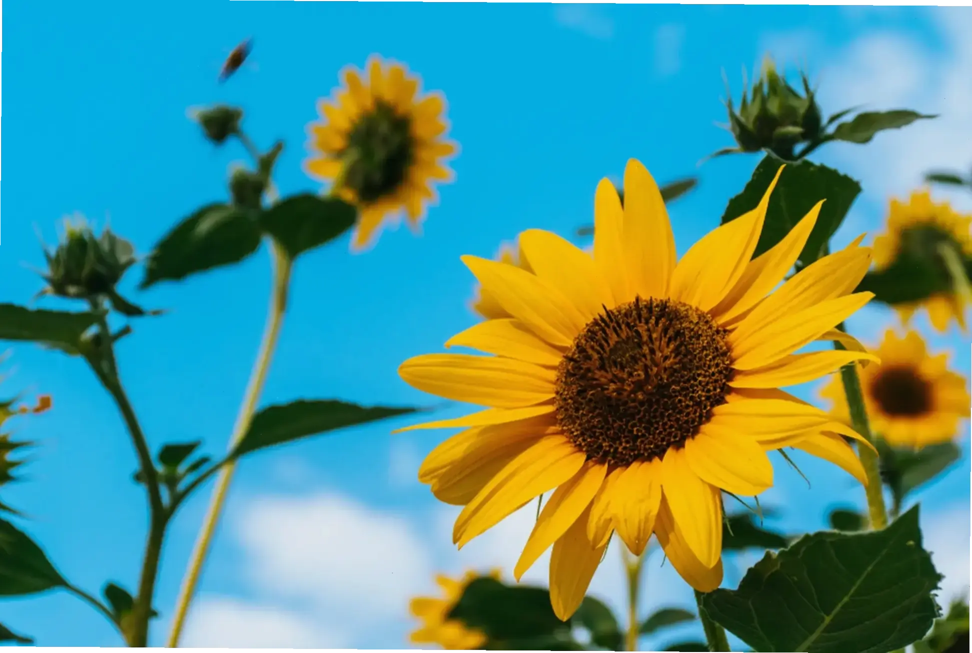 Trang trí nhà cửa bằng hoa hướng dương, mang vẻ đẹp tự nhiên và tươi tắn.