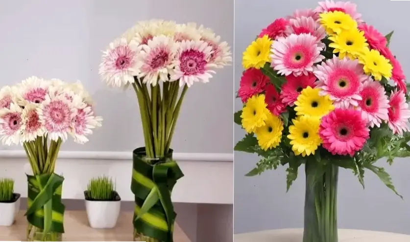 Trang trí nhà cửa với hoa đồng tiền cắm bình, tạo nên sự thanh lịch và tươi mới dễ dàng.