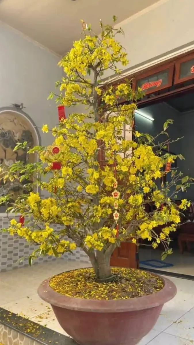 Trang trí nhà Tết với cành hoa mai tươi thắm, tạo không gian rộn ràng đón xuân sang.