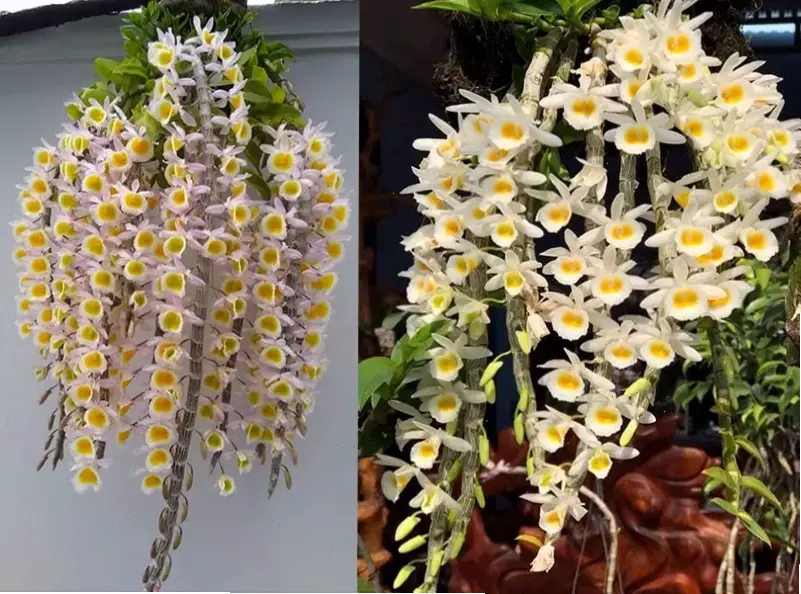 Trang trí Tết với hoa lan chậu, tạo sự sang trọng và hài hòa, mang lại không khí ấm áp cho gia đình.