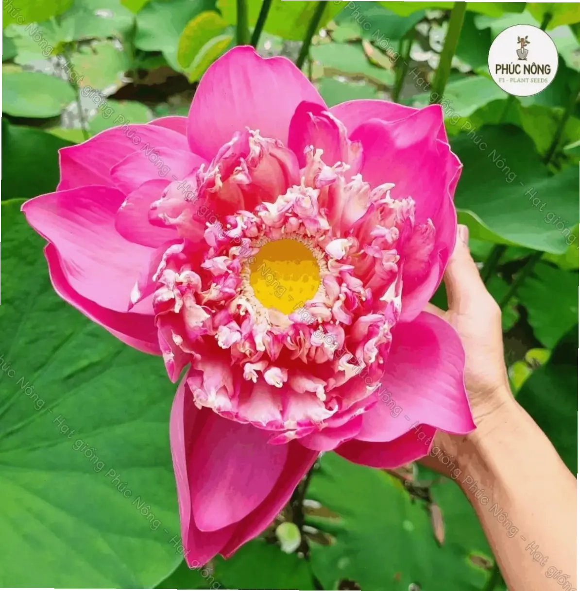 Tranh hoa sen nghệ thuật, hòa quyện thiên nhiên và bàn tay nghệ sĩ, vẻ đẹp văn hóa Việt.