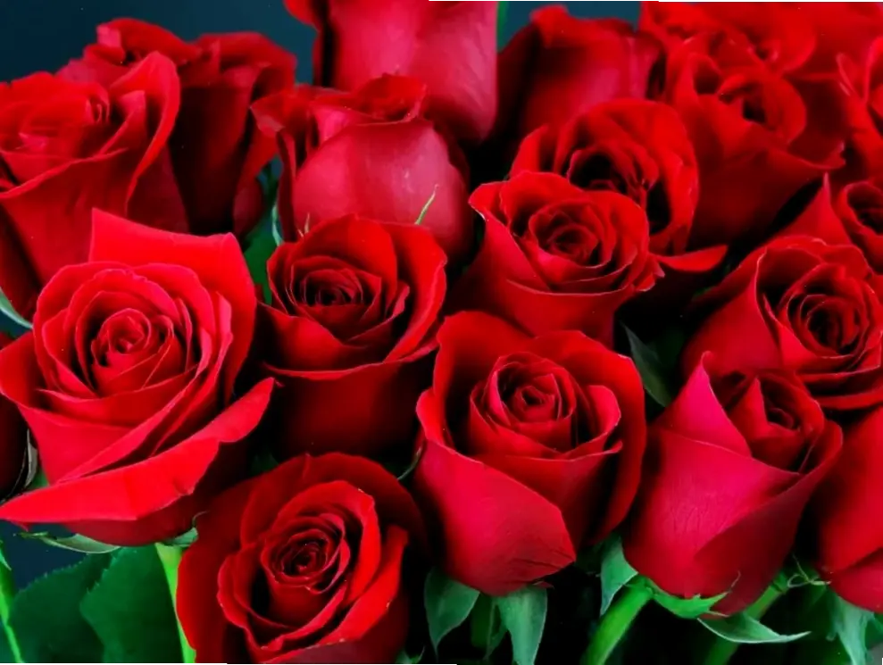 Trong tình yêu, hoa hồng là biểu tượng của sự lãng mạn và đam mê. Hãy dùng chúng để thổ lộ trái tim mình!