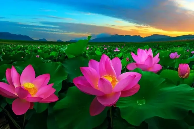 Từ hồ nước yên bình, hoa sen cắm bình mang vẻ đẹp thiên nhiên tươi mát vào ngôi nhà của bạn.