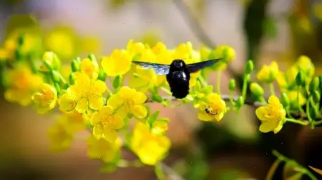 Từ vườn mai An Giang, chụp macro hé lộ vẻ đẹp tự nhiên rực rỡ và tinh tế của hoa mai trong không gian xanh.