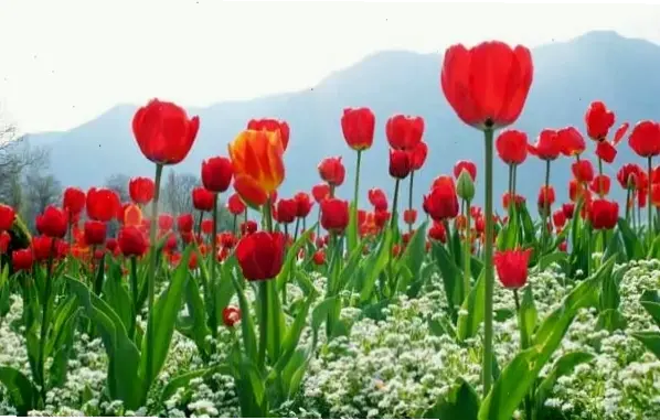 Tulip đỏ rực rỡ dành tặng ngày 8/3, biểu tượng tình yêu nồng nàn và sự trân trọng sâu sắc.