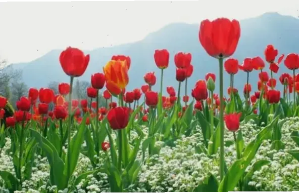Tulip Hà Lan nguyên chất dành ngày 8/3, mang hương vị châu Âu tinh tế và ý nghĩa.
