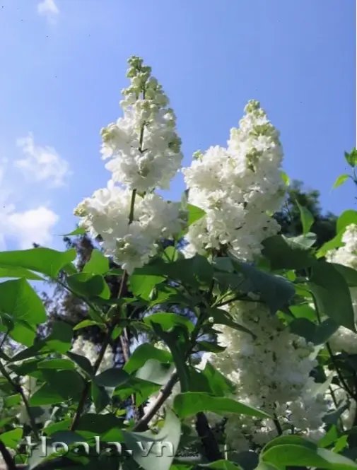 Vẻ đẹp chân thực của Hoa tử đinh hương tự nhiên, thuần khiết và sống động.